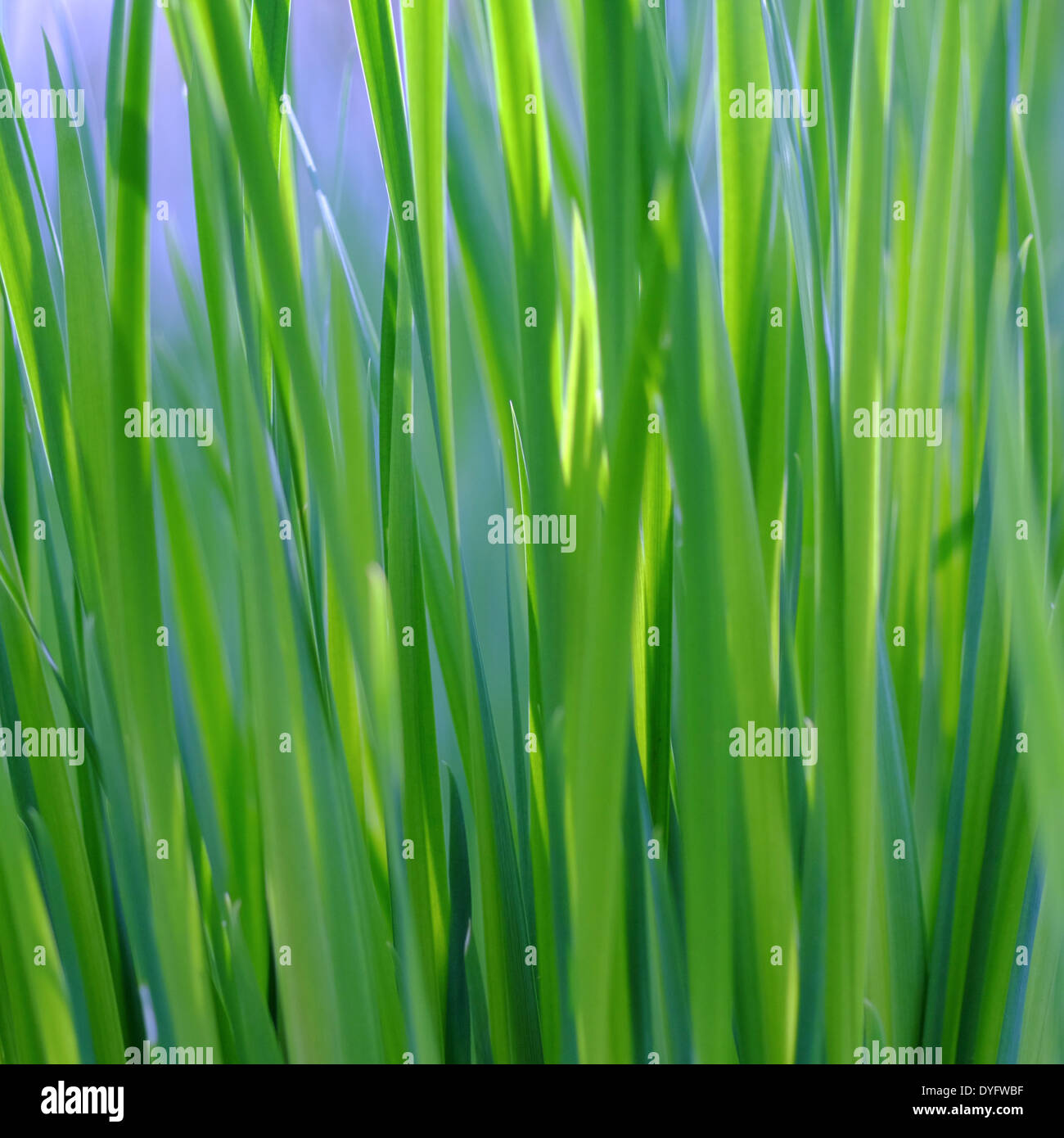 Lush green grass hi-res stock photography and images - Alamy