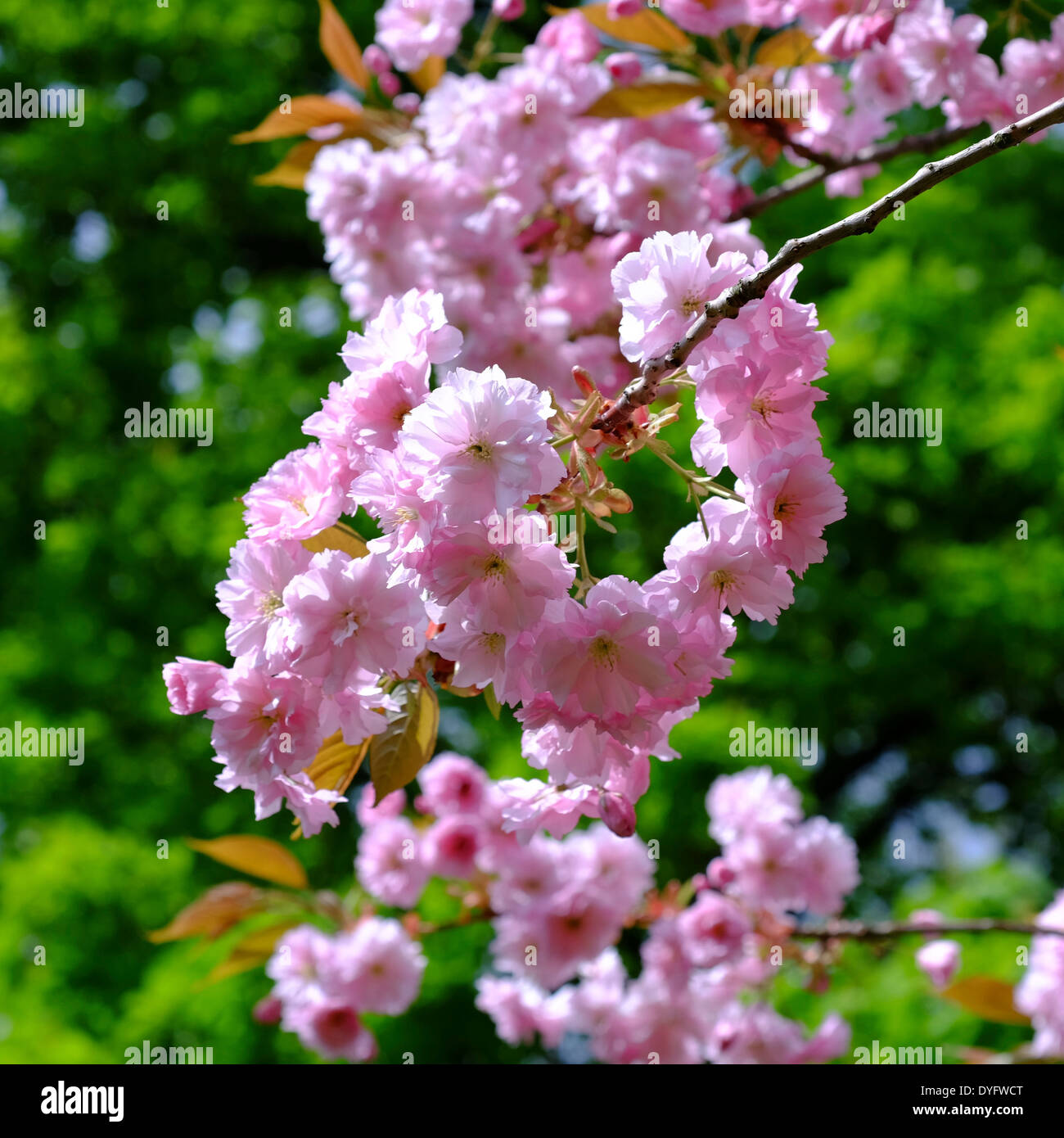 Cluster Of Cherry Blossoms High Resolution Stock Photography and Images ...
