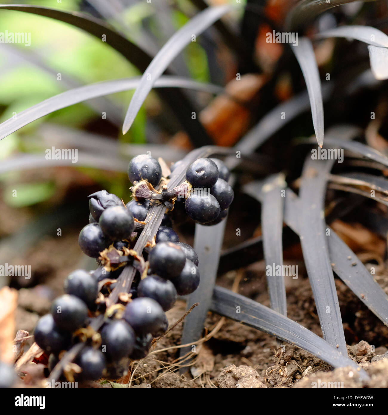 Ophiopogon planiscapus nigrescens (Black Grass) in fruit Stock Photo