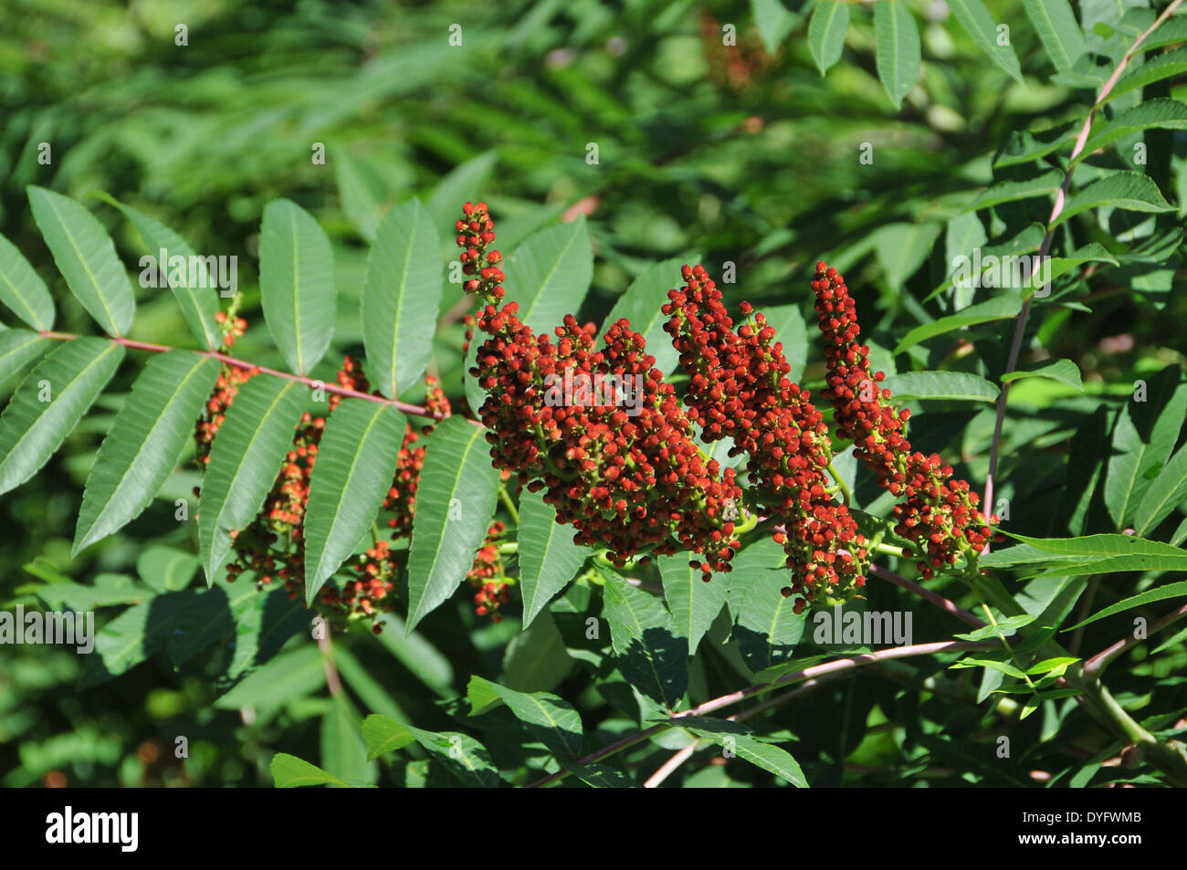 Sumac in bloom hires stock photography and images Alamy