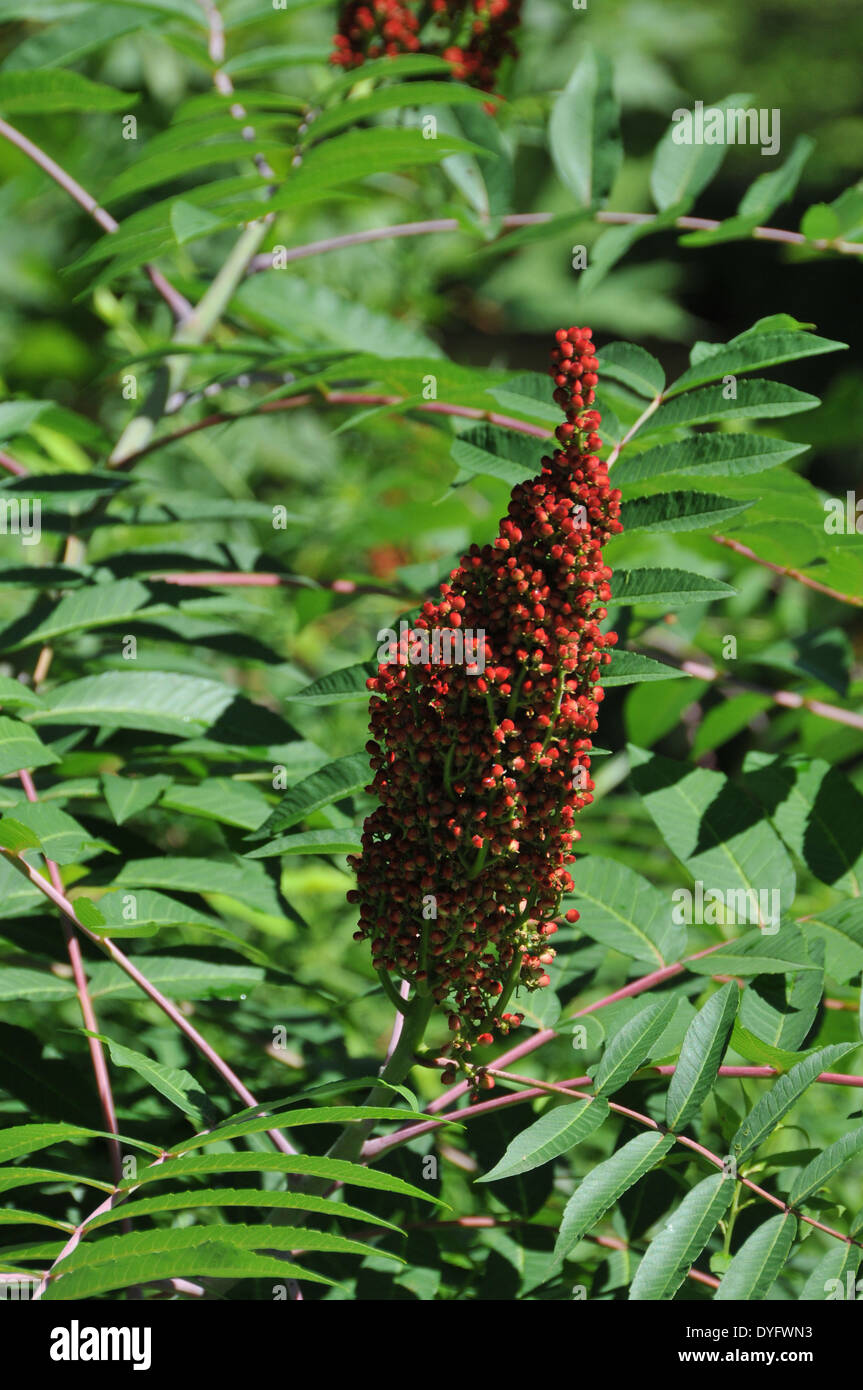 Sumac in bloom Stock Photo Alamy