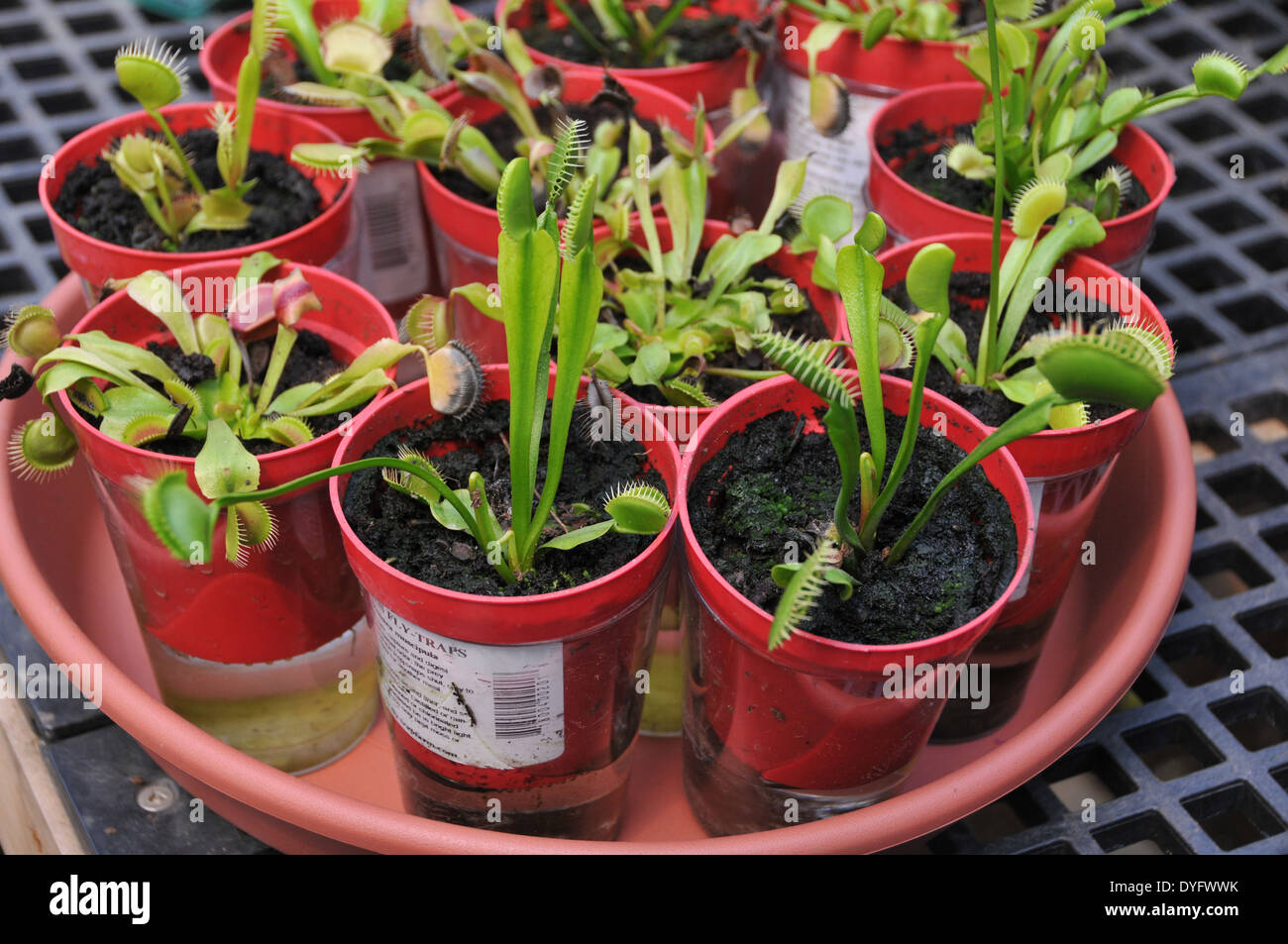 Venus Fly Trap plants Stock Photo Alamy