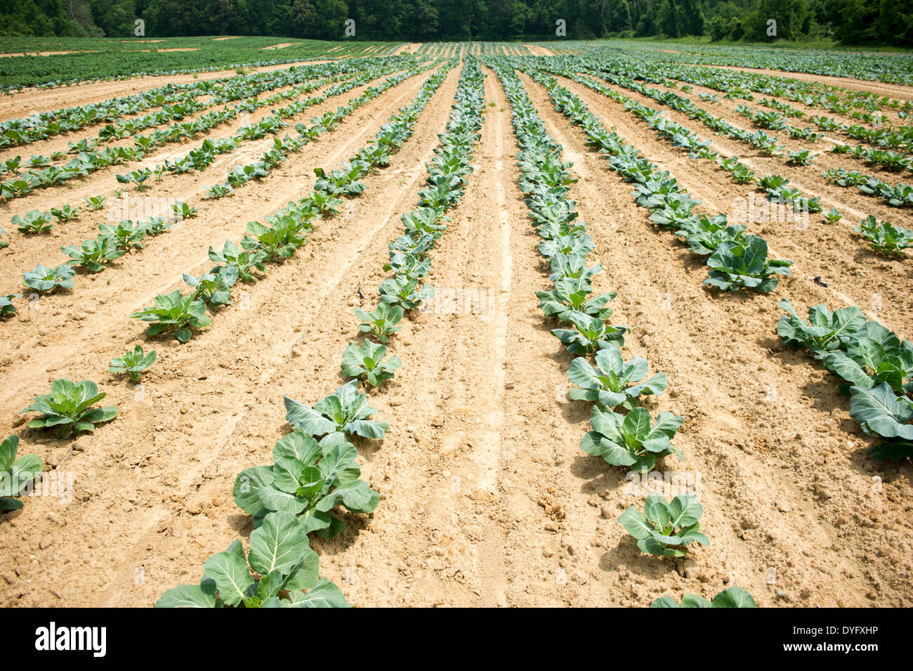 Rows of Vegetable Plants- Clinton MD Stock Photo