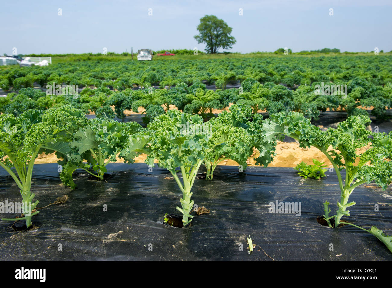 Vegetable Plants - Kale - Clinton MD Stock Photo