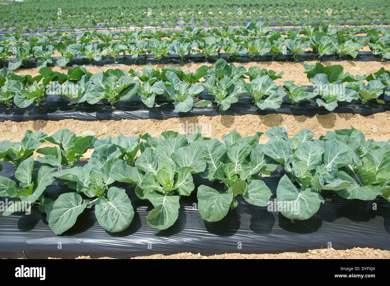 Vegetable Plants - Clinton MD Stock Photo