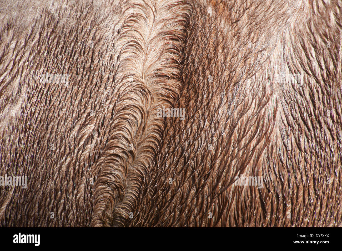 Horse coat color and pattern close up. Stock Photo