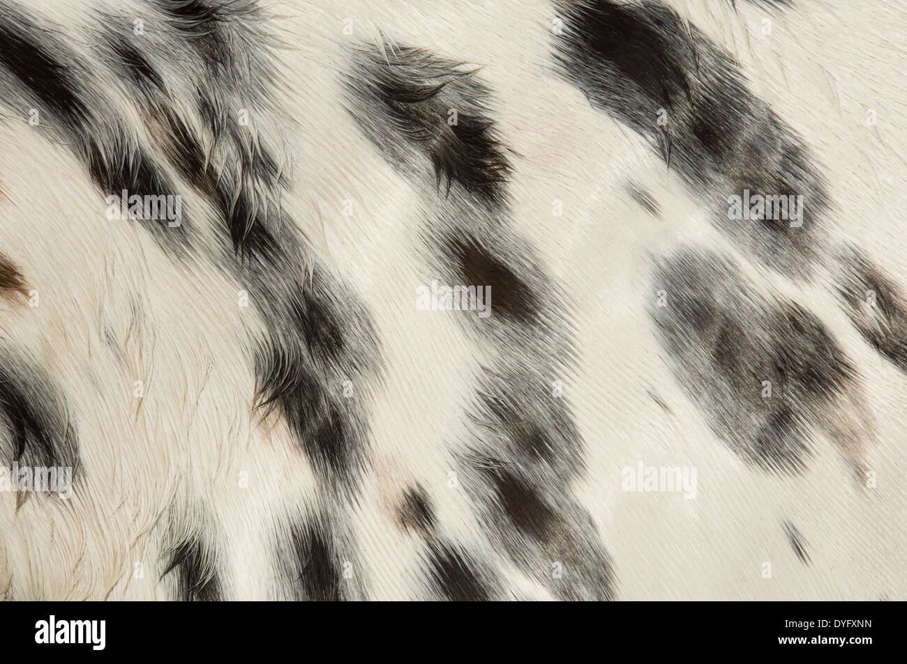 Horse coat color and pattern close up. Stock Photo