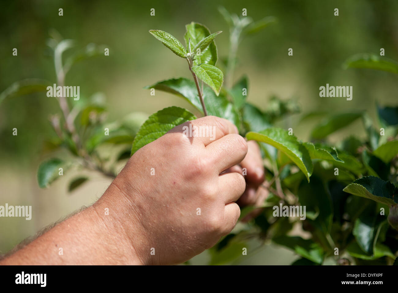 Hands Holding Fruit Tree Branch Stock Photo