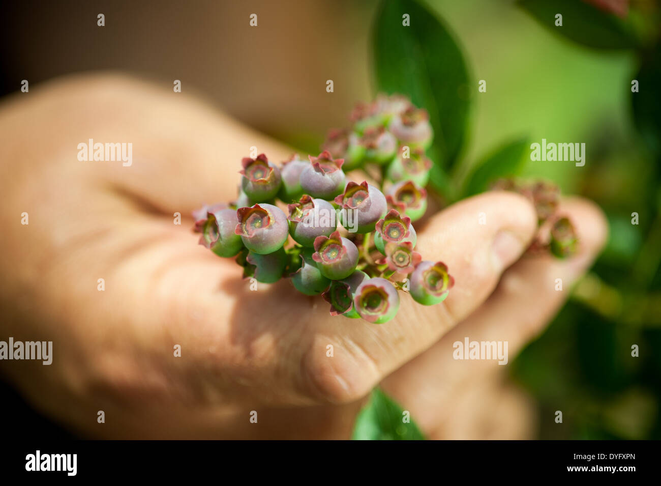 Hand Holding Young Blueberries Stock Photo