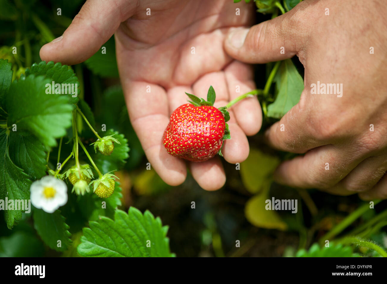 Hand Holding Strawberry Stock Photo