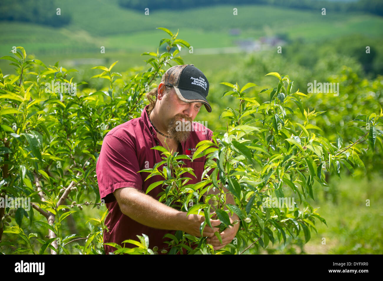 Farmer Holding Fruit Tree Branch Biglersville PA Stock Photo