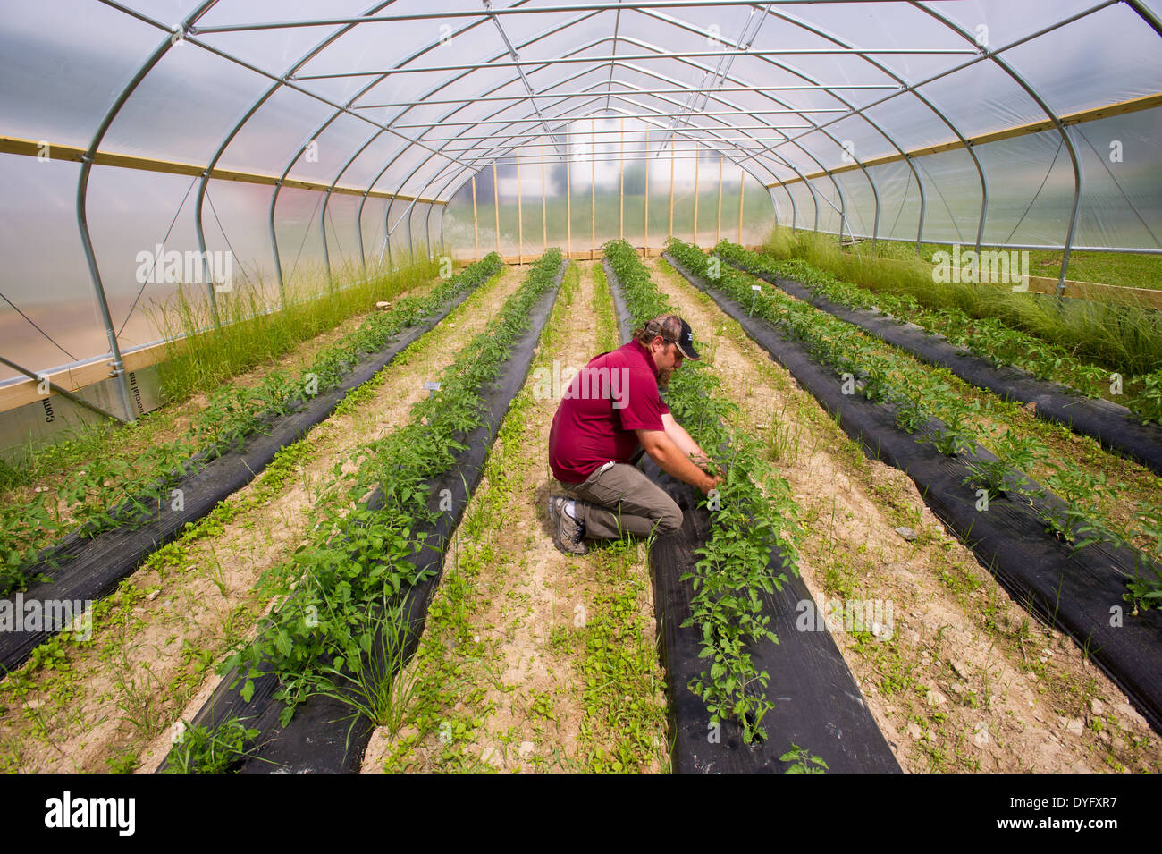 Man Caring For Plants in Greenhouse Stock Photo