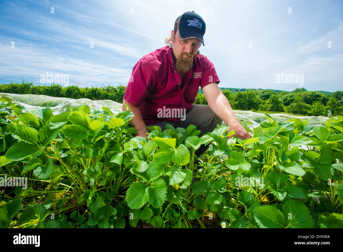Farmer in Strawberry Field Biglersville PA Stock Photo