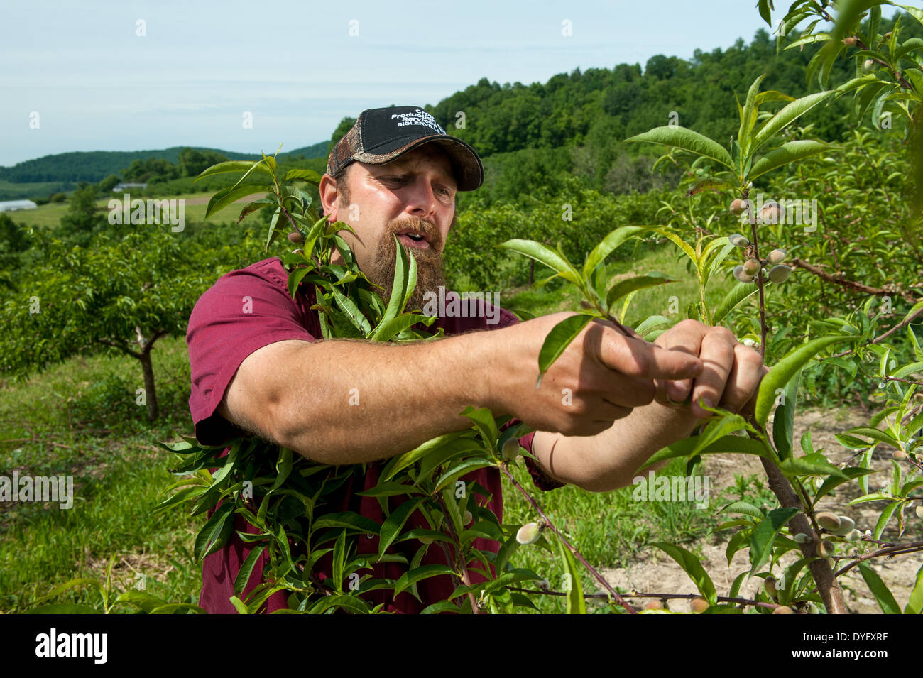 Farmer Holding Fruit Tree Branch Biglersville PA Stock Photo