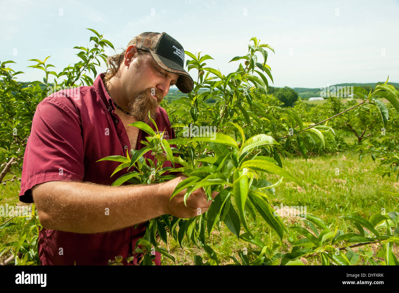 Farmer Holding Fruit Tree Branch Biglersville PA Stock Photo