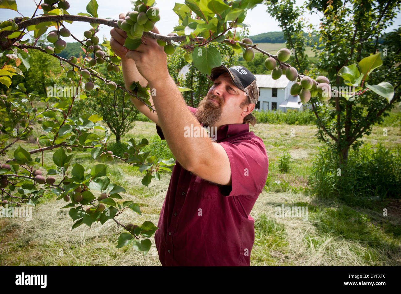 Farmer Holding Fruit Tree Branch Biglersville PA Stock Photo