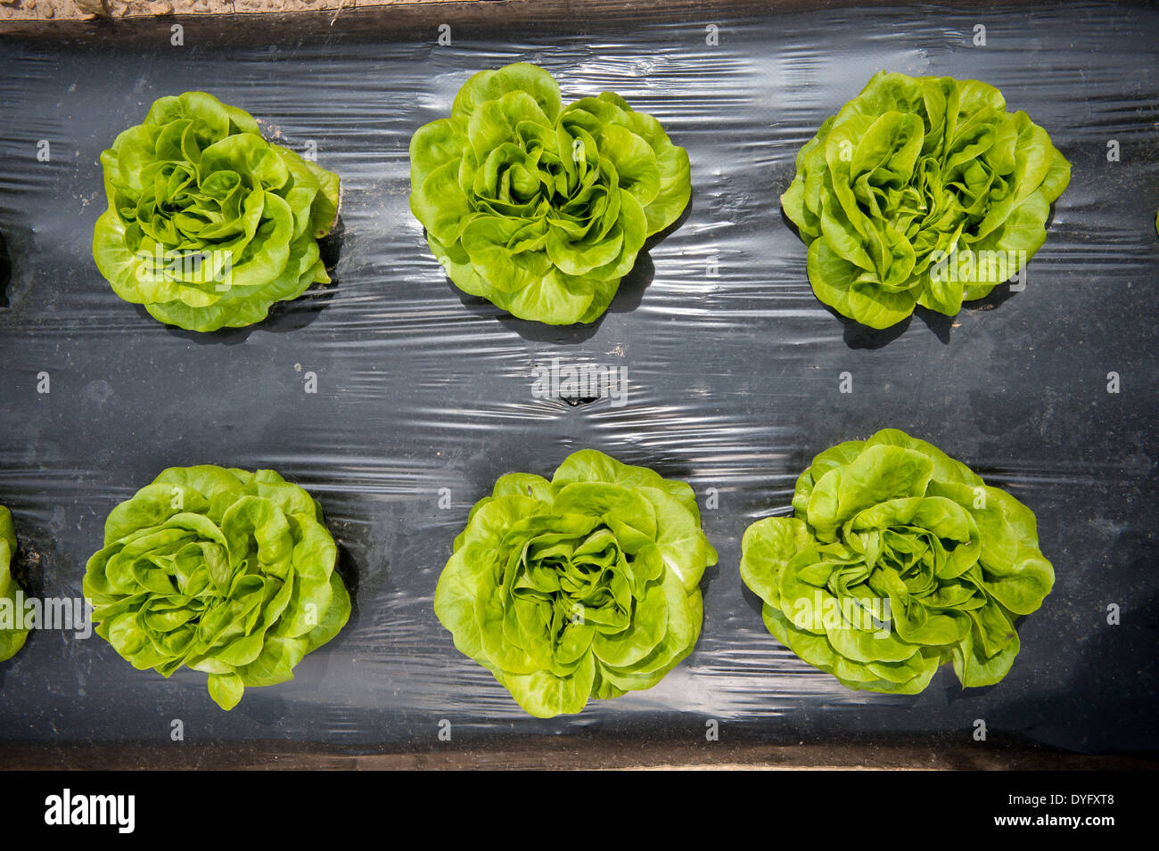 Rows of Lettuce Biglersville PA Stock Photo