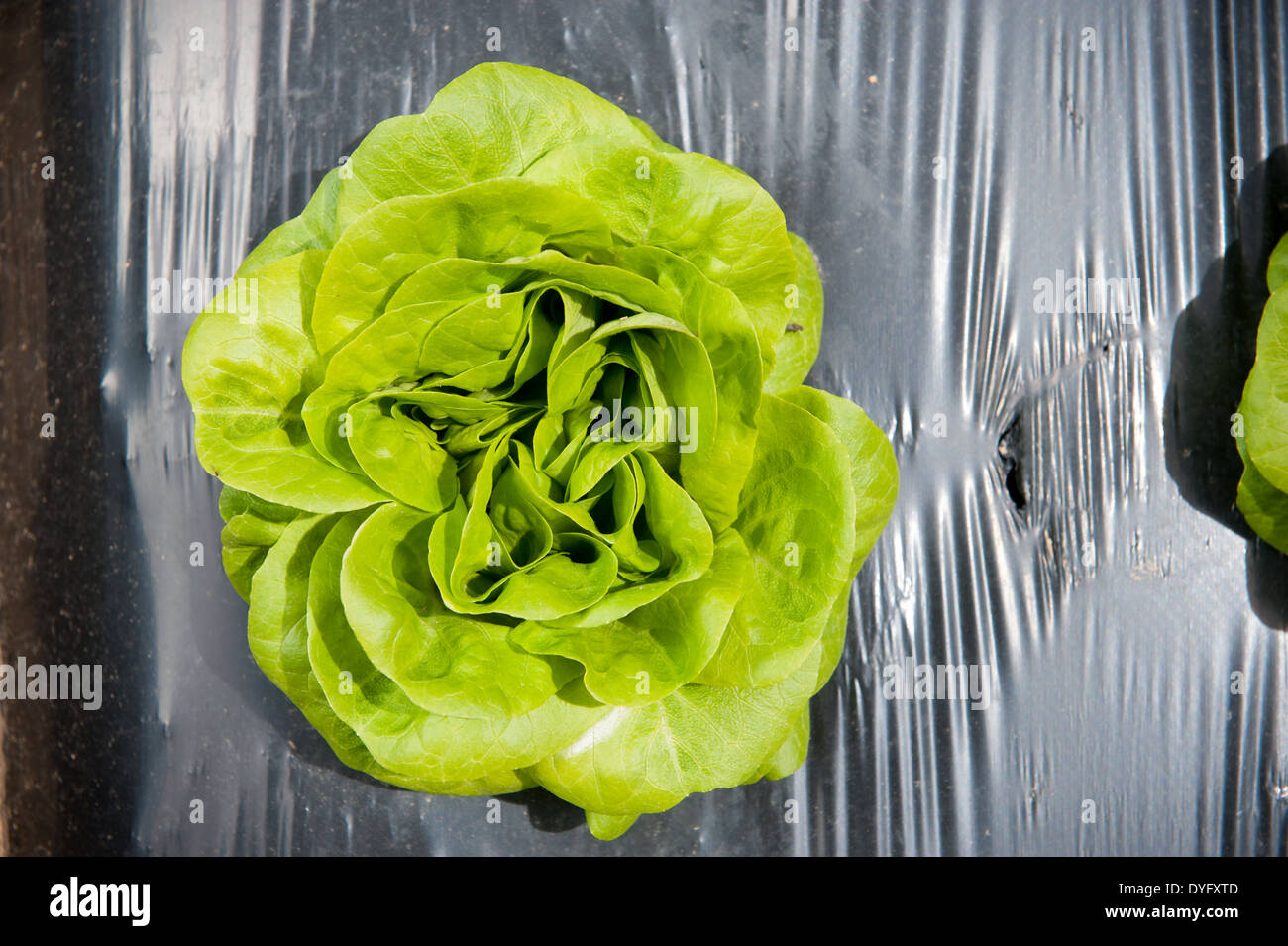 Head of Lettuce Biglersville PA Stock Photo