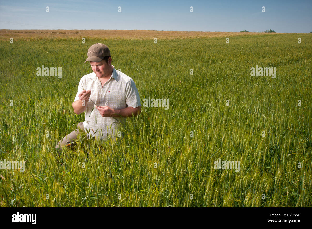Farmer in Field of Wheat Grain producer, Cordova MD Stock Photo