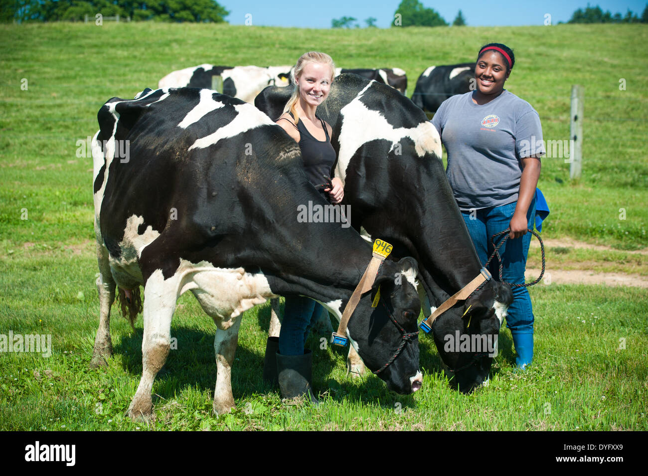Young women with Cows at Dairy Farm Clarksville MD Stock Photo