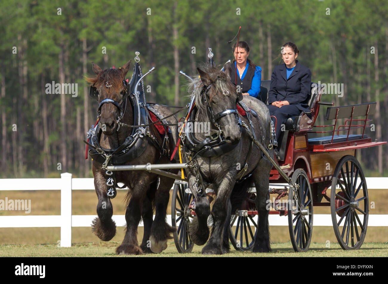 Horses pulling wagon hires stock photography and images Alamy