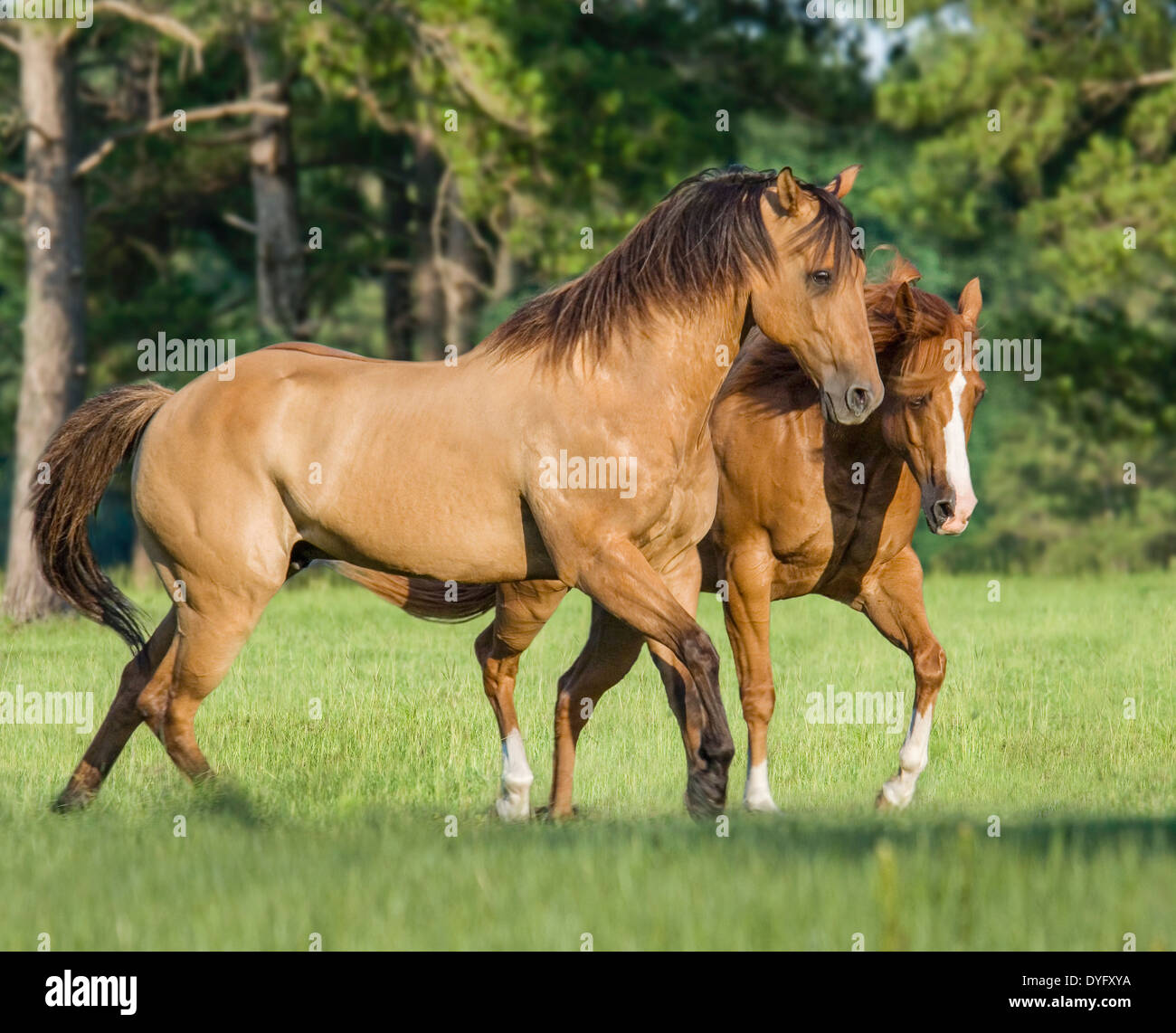 Two American Quarter horse gelding buddies at play Stock Photo Alamy