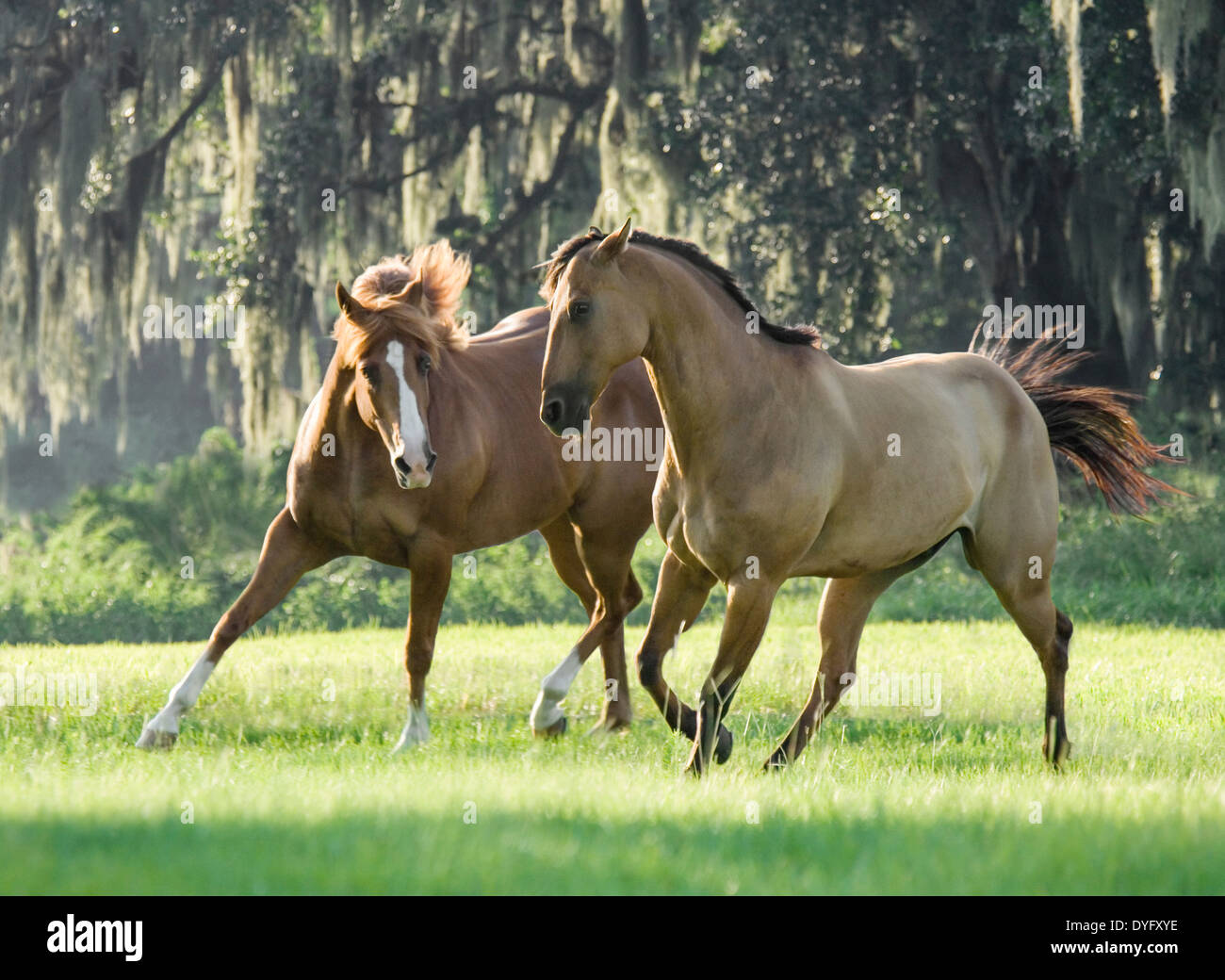 Two American Quarter Horses romp in open field Stock Photo