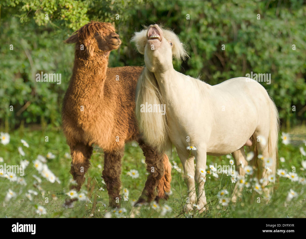 Alpaca and Miniature Horse Stock Photo