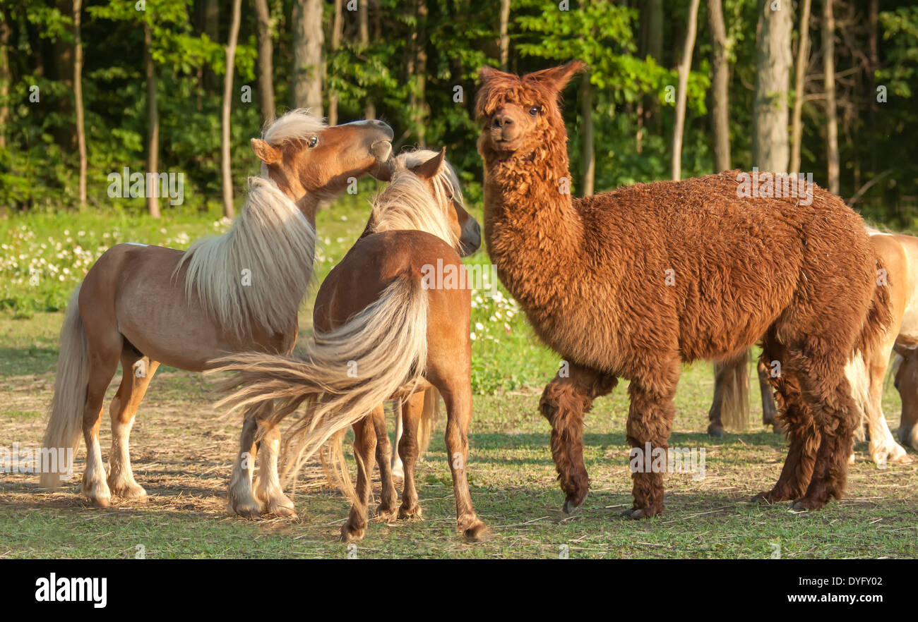 Alpaca and miniature horse pals Stock Photo