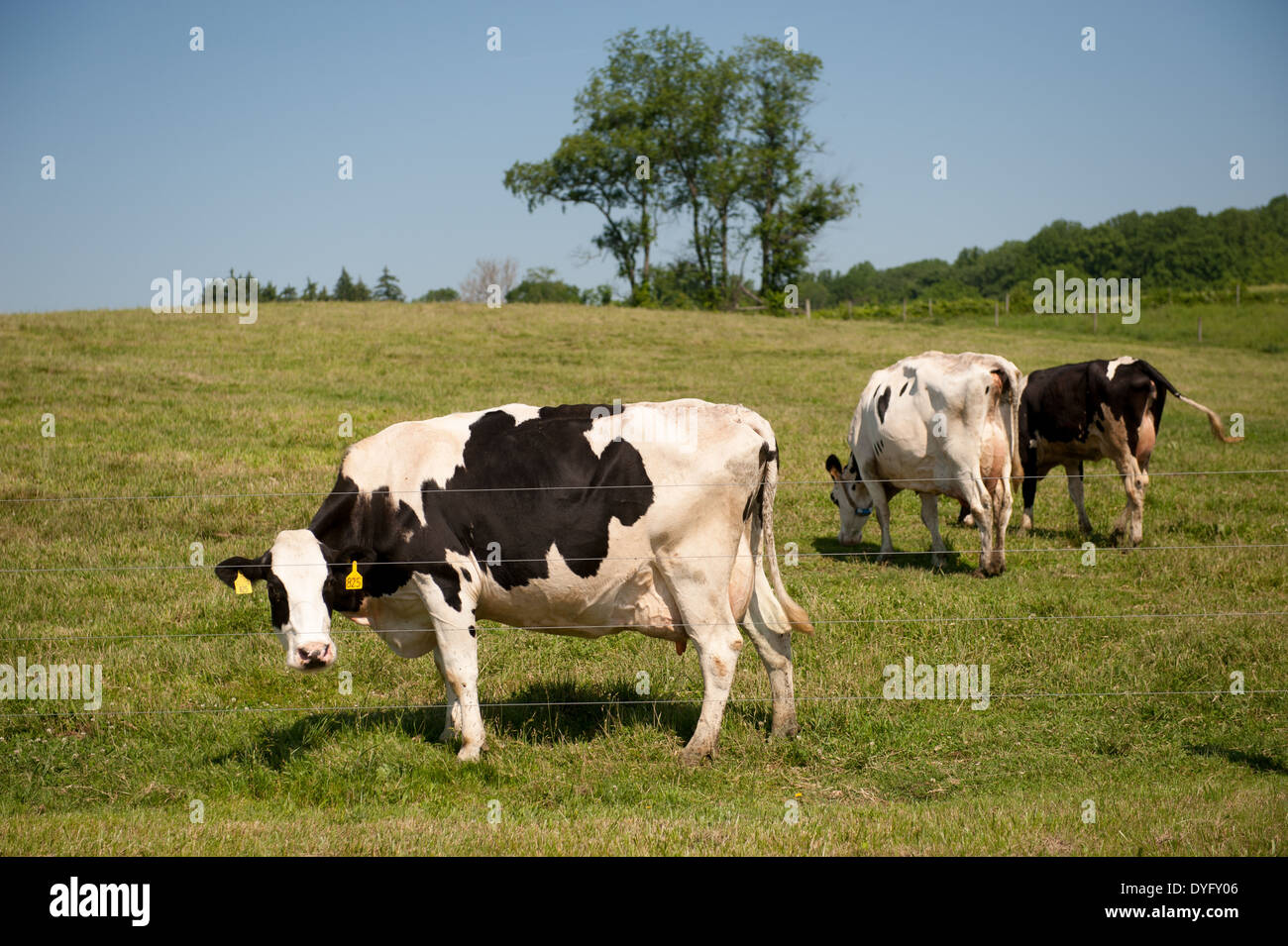 Dairy Cows Clarksville MD Stock Photo