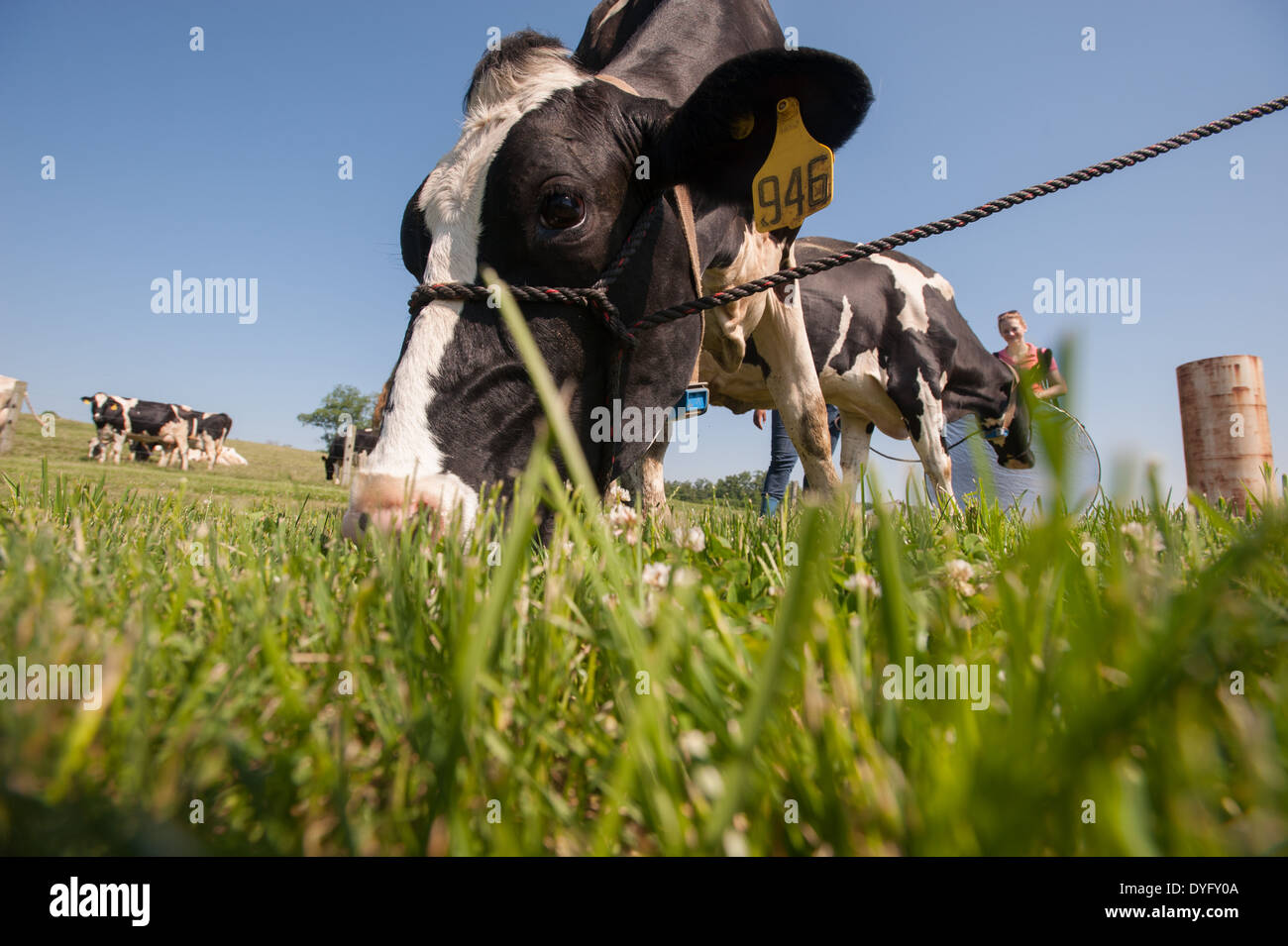 Dairy Cows Clarksville MD Stock Photo