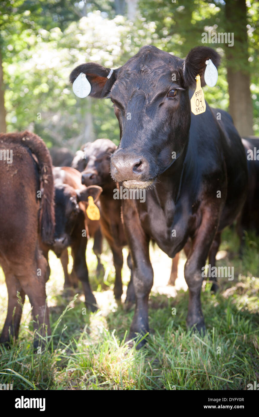 Beef Cow  Stock Photo