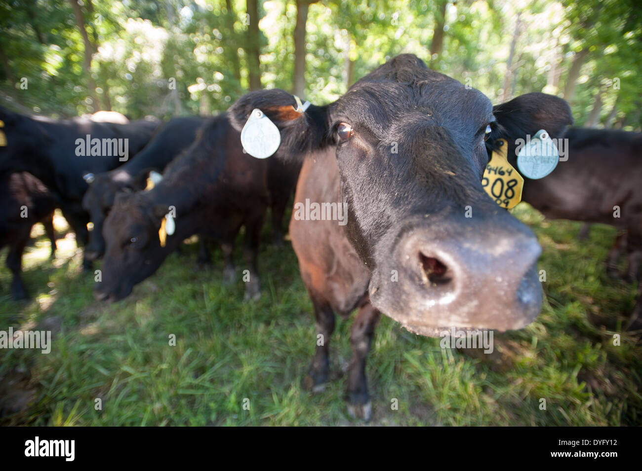 Beef Cow  Stock Photo