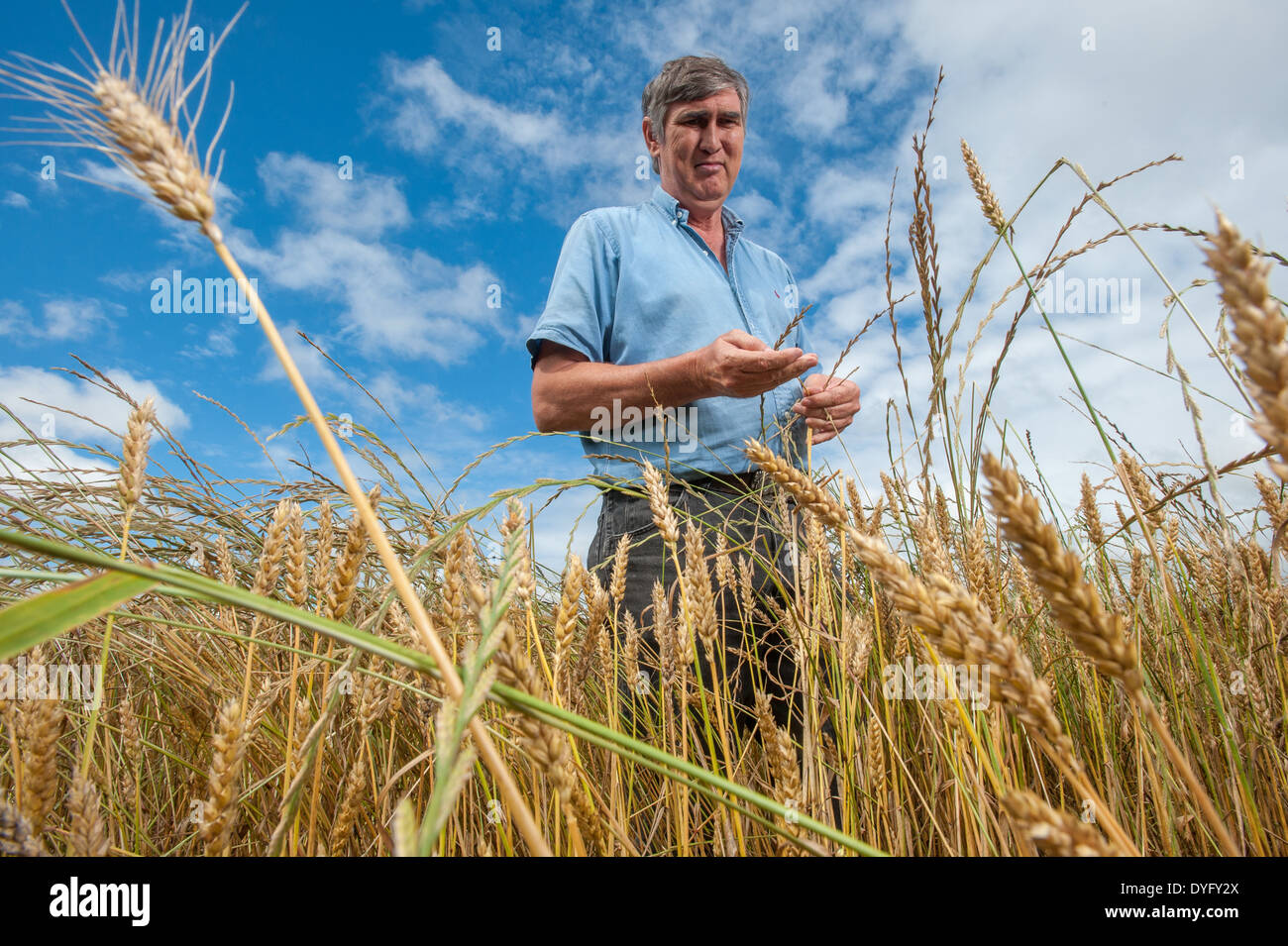 Farmer in Wheat Field Snow Hill MD Stock Photo