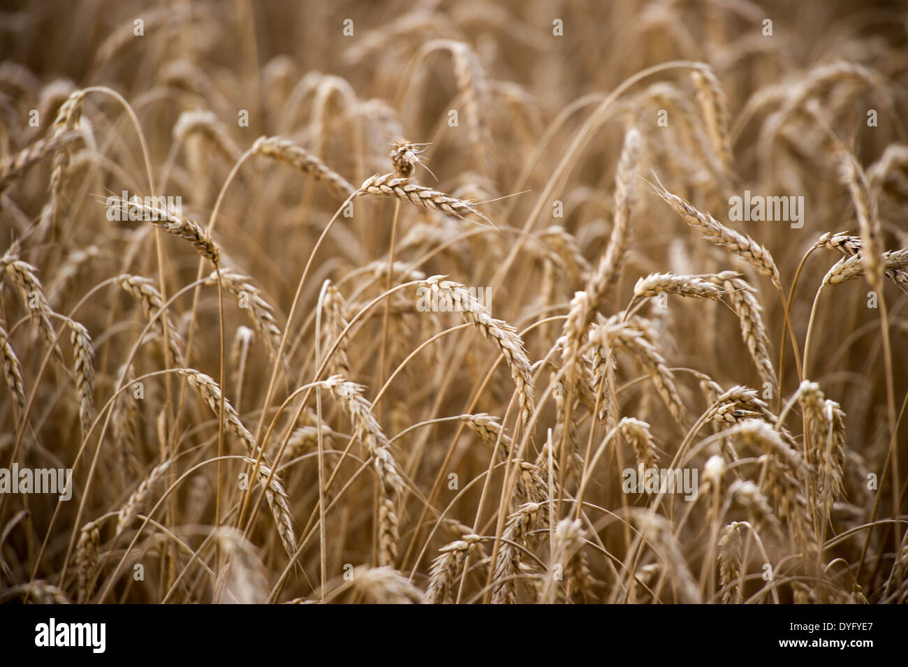 Wheat plants ready for harvesting Stock Photo Alamy