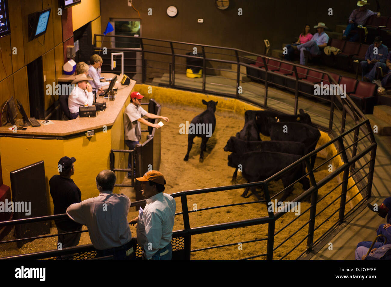Livestock auction usa hires stock photography and images Alamy