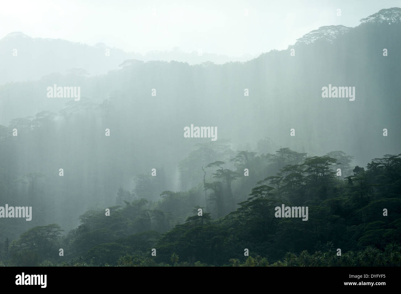 Rain falling on layers of trees in a tropical rain shower in Tahaa