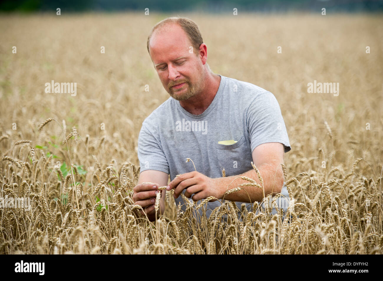 Farmer in wheat field hi-res stock photography and images - Alamy