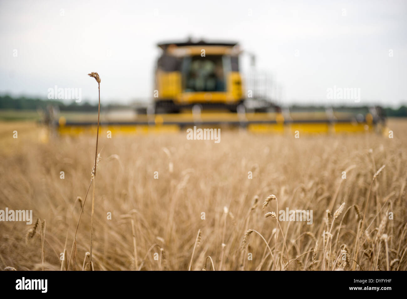Wheat Harvest Stock Photo