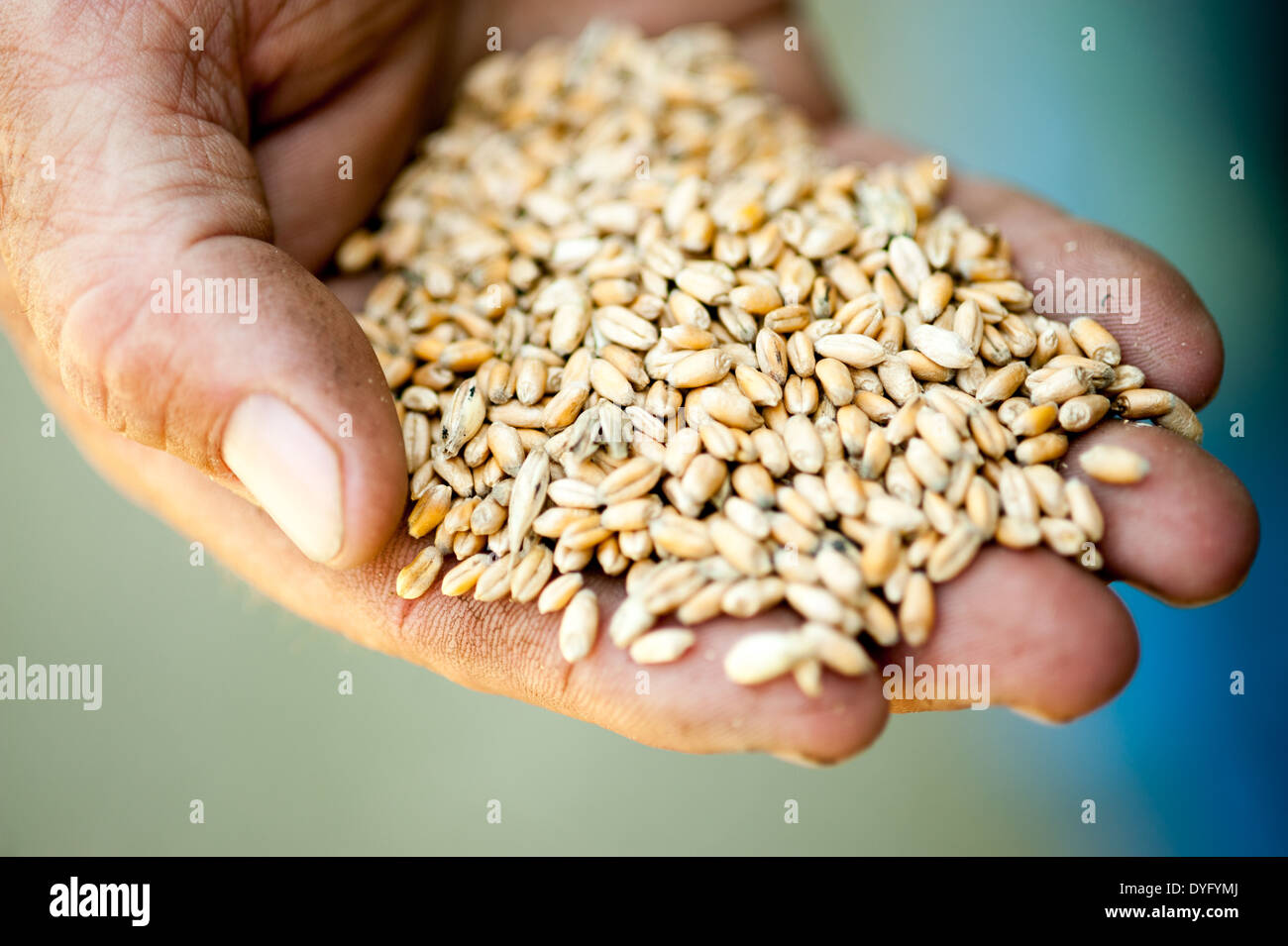 Hand holding wheat berries Centerville MD Stock Photo