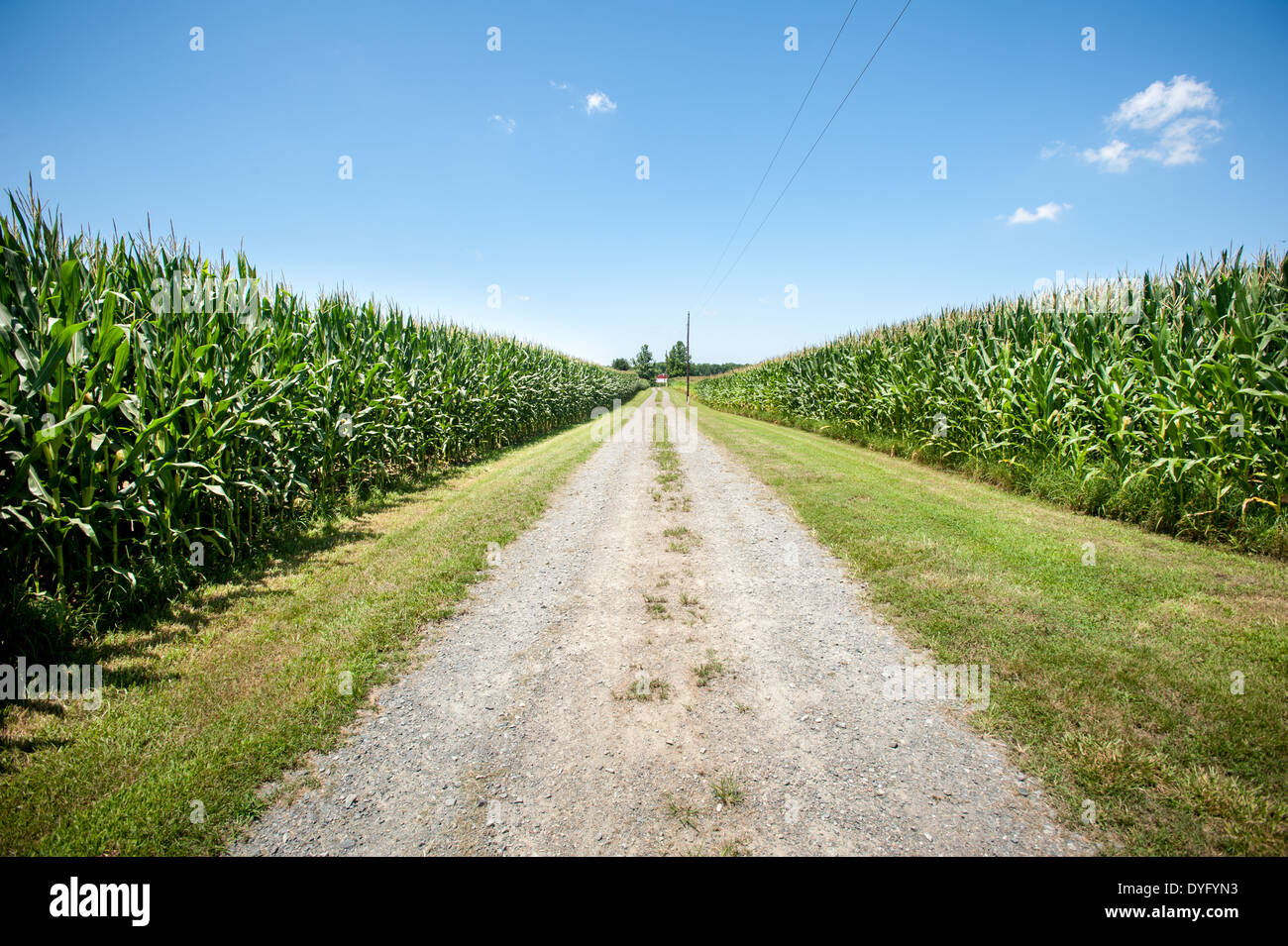 Gravel road between corn fields Centerville MD Stock Photo