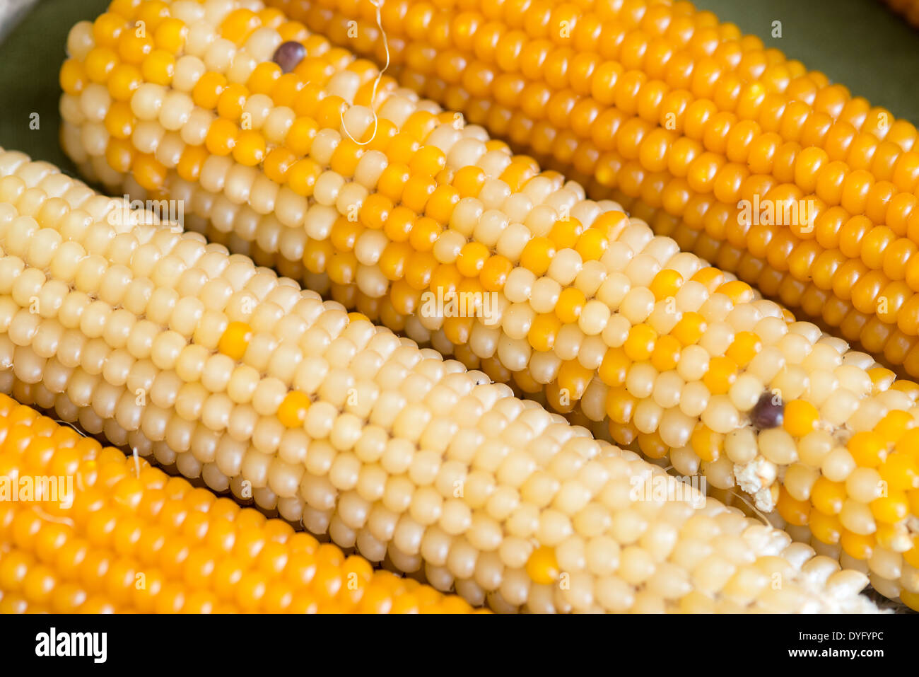 shucked ears of corn on the cob Columbia MD Stock Photo