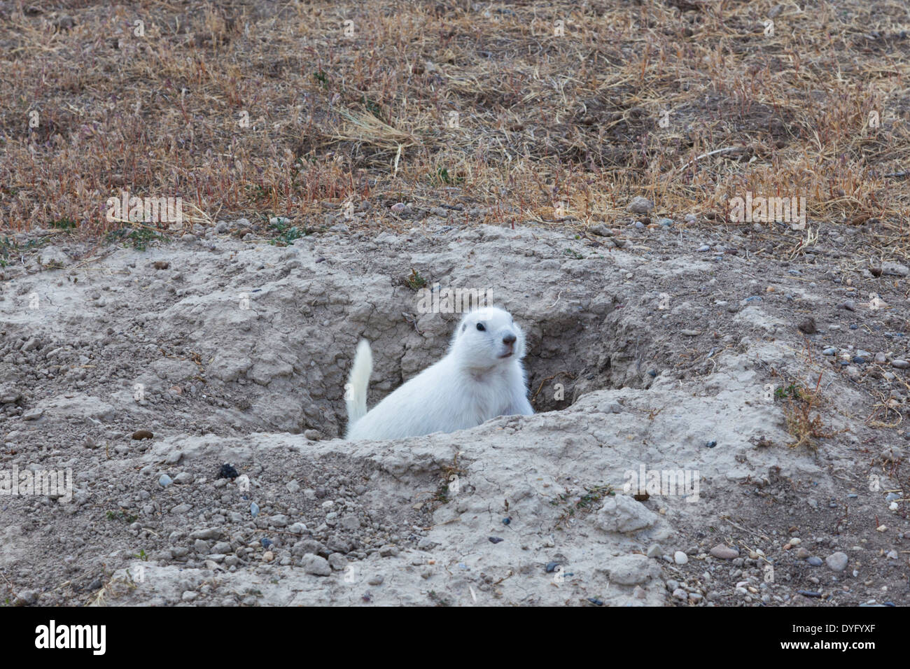 USA, South Dakota, Cactus Flat. White prairie dog (Cynomys leucurus). Stock Photo