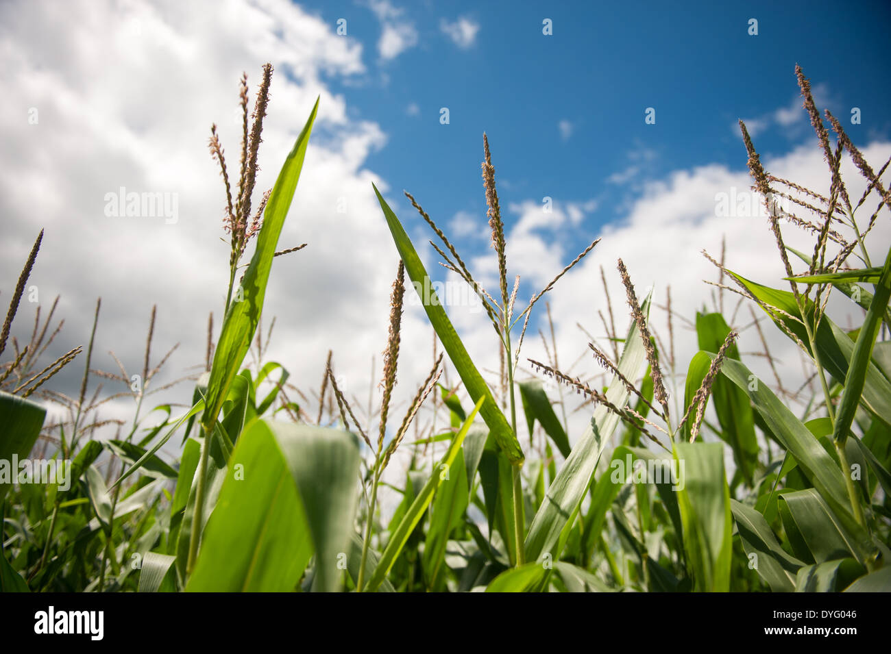 Corn field Indiana PA Stock Photo Alamy
