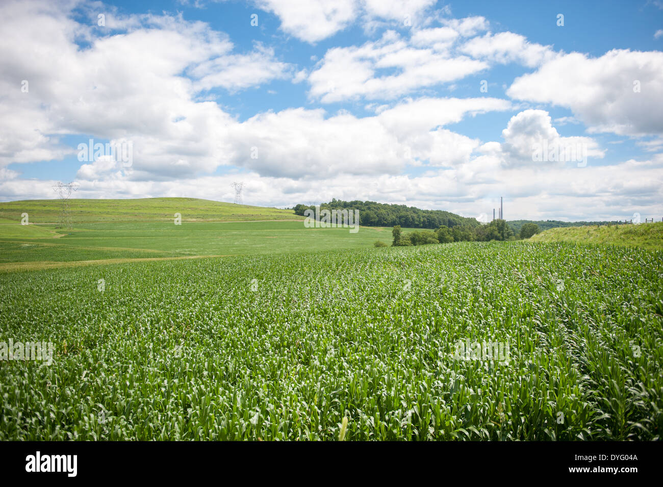 corn field Indiana PA Stock Photo Alamy