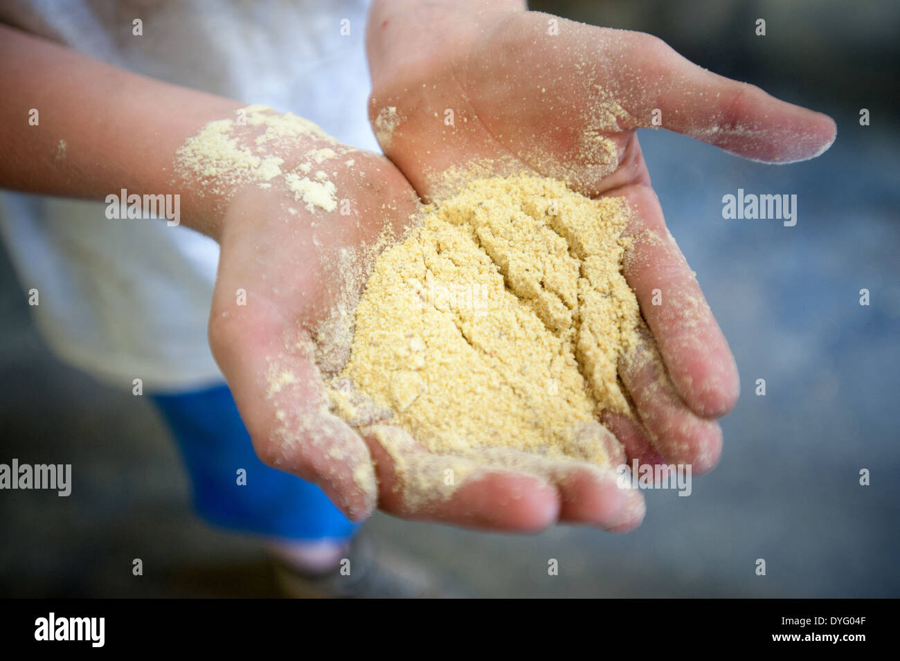 Hands holding soy meal Indiana PA Stock Photo