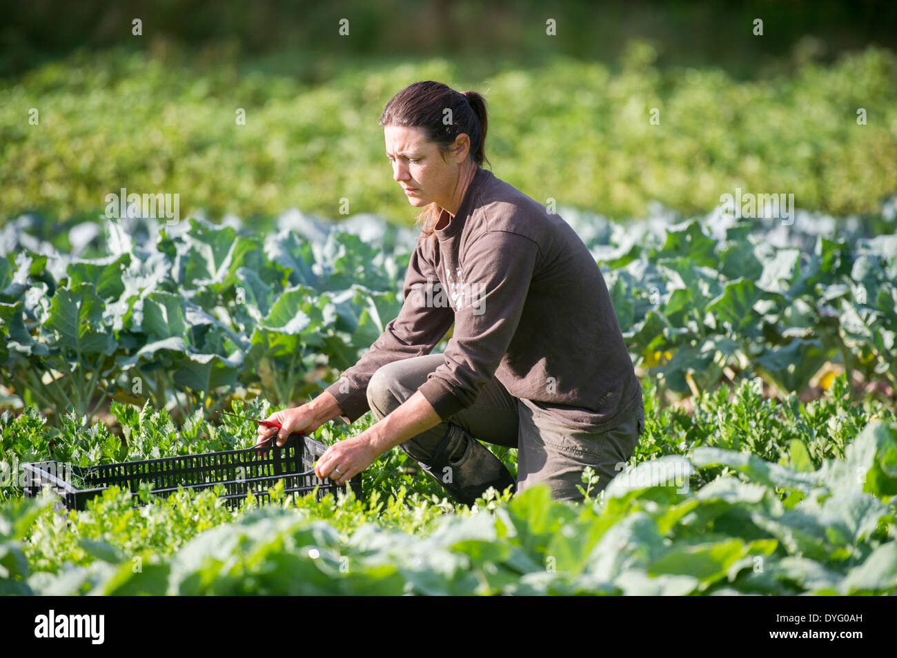 woman working in field Lisbon Falls, ME Stock Photo