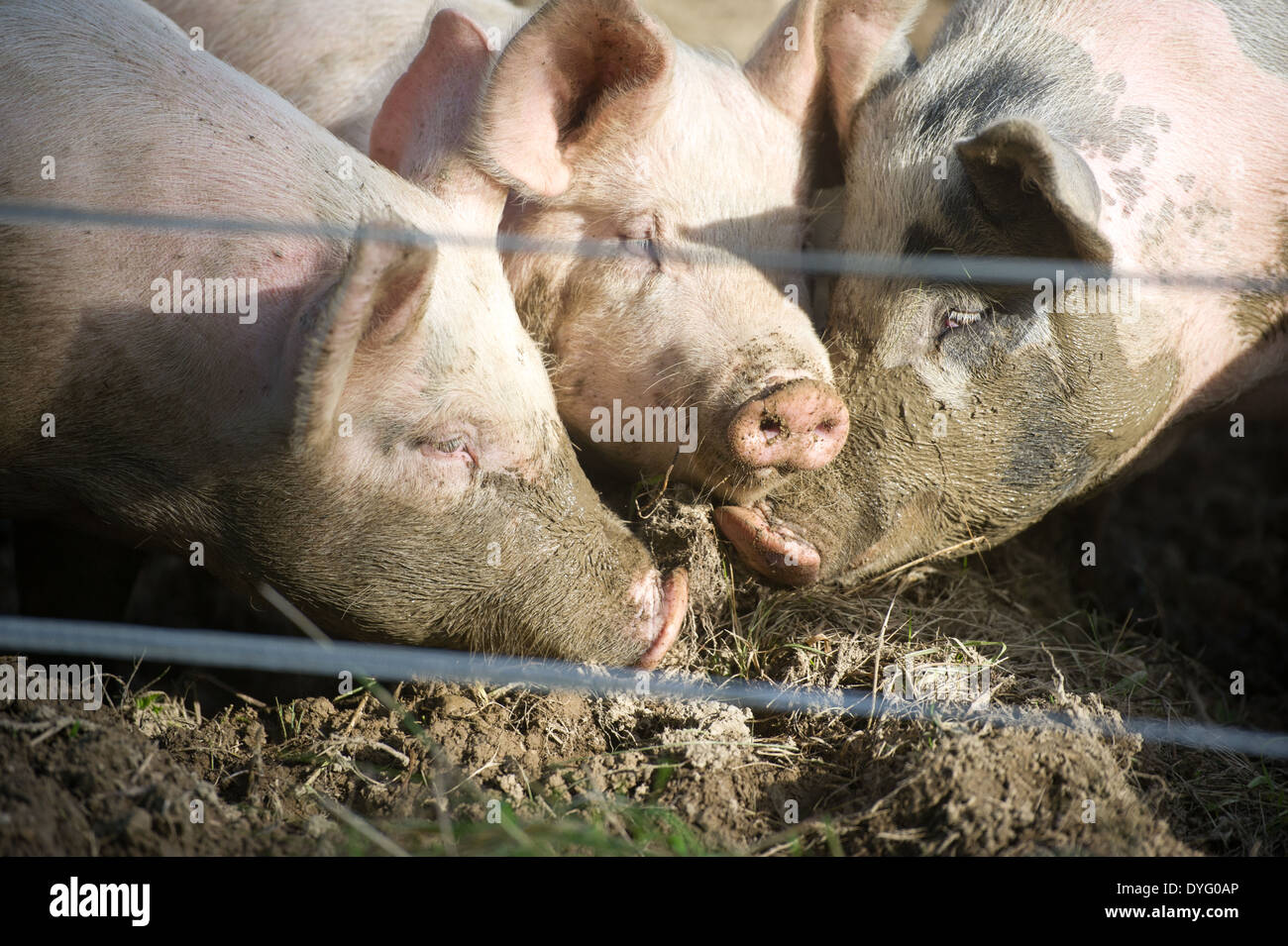 Three Pigs cuddled together Lisbon Falls, ME Stock Photo