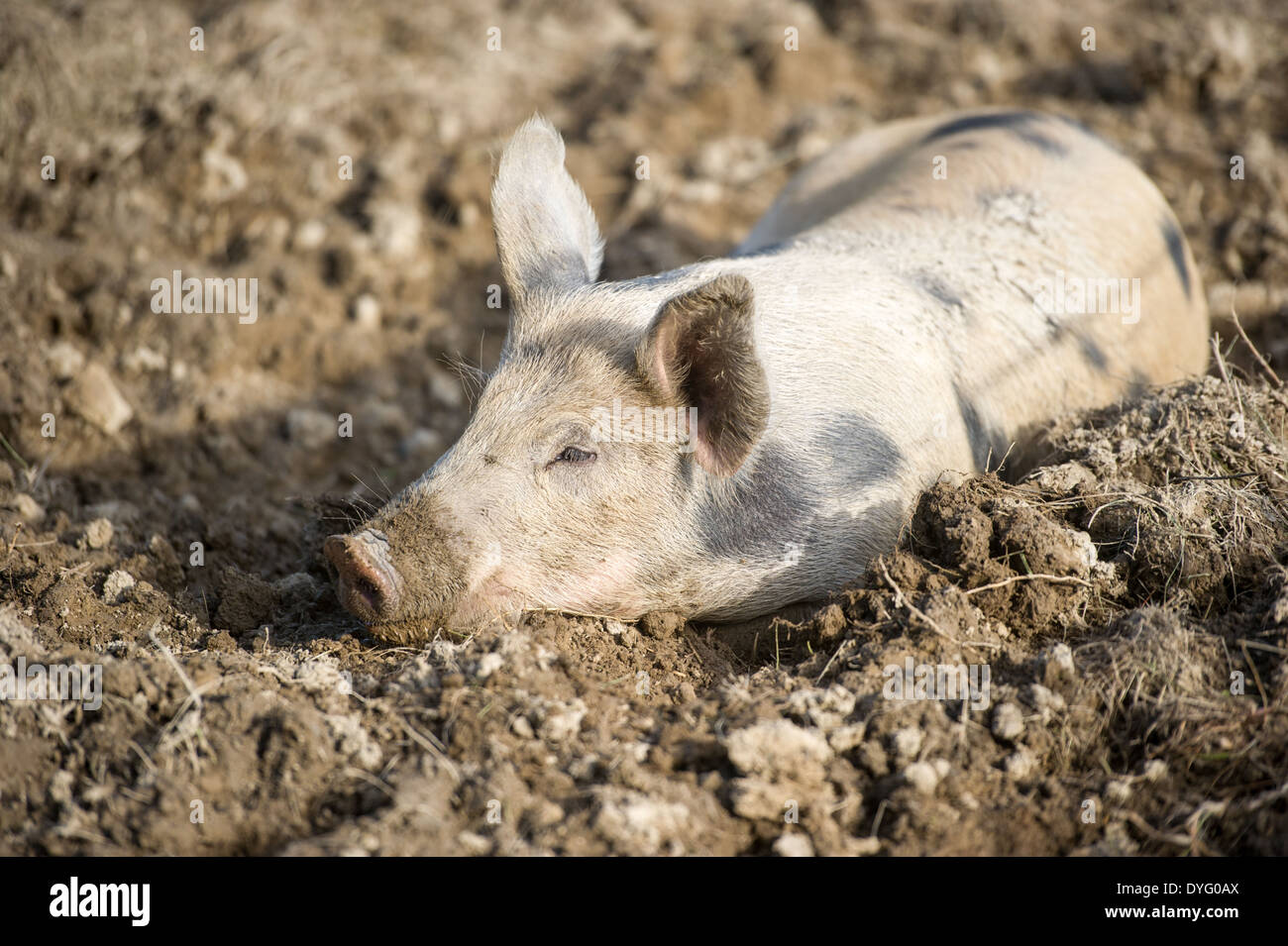 One pig resting Lisbon Falls, ME Stock Photo