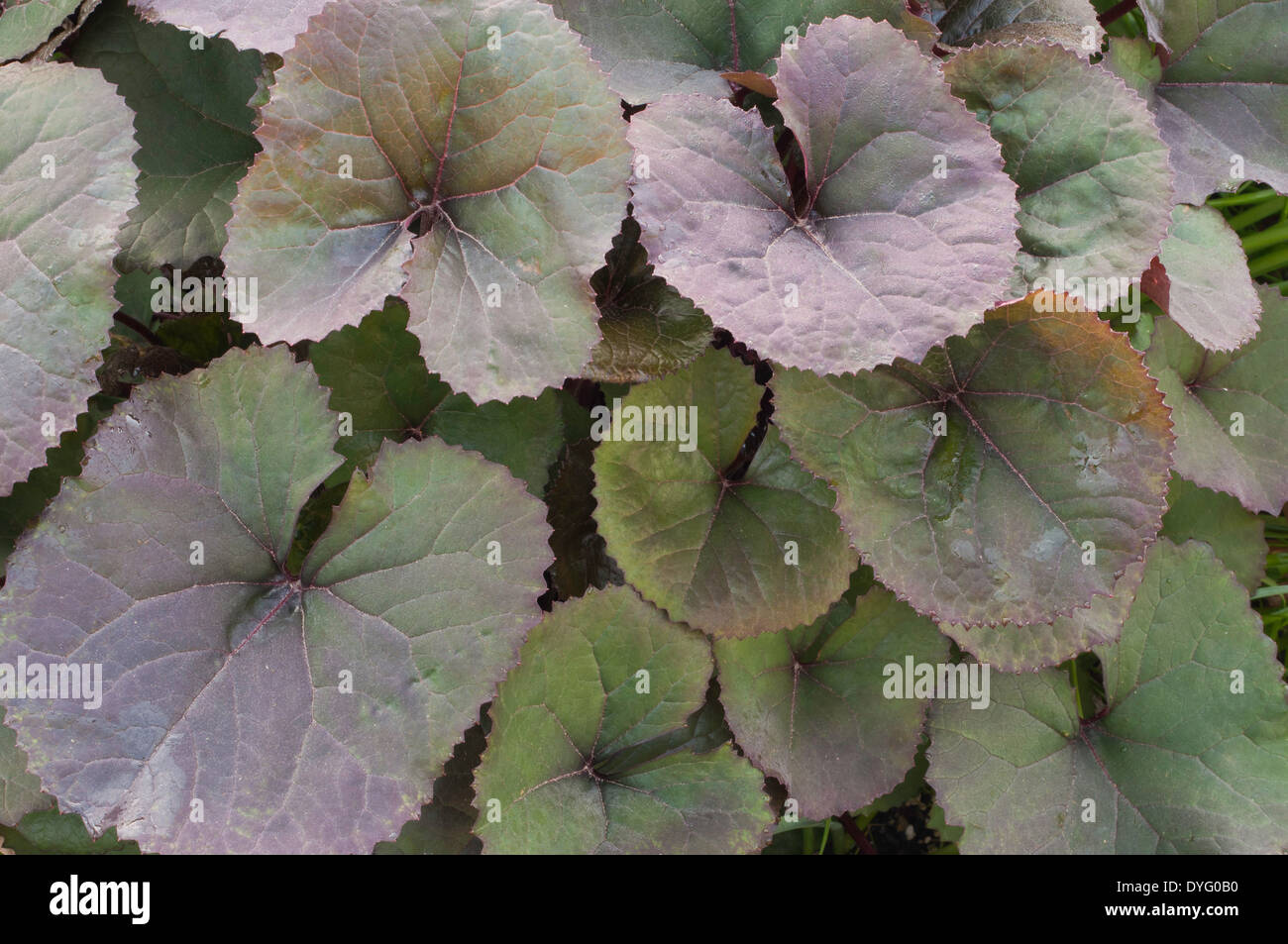 Ligularia dentata Britt-Marie Crawford broad leaf Stock Photo